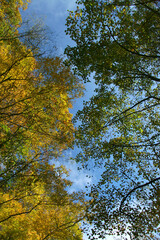 Fall Foliage Forest Landscape