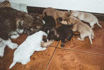 
dog puppies of different colors and breeds