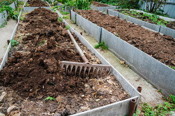 The vegetable bed is fertilized with manure in the autumn garden. Technology for growing vegetables...