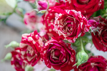 bouquet of delicate variegated white-red medium-sized roses on a light background. Background of pink roses