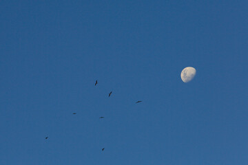 Tropical night moon and birds fly on blue sky, abstract background. Copy space of nature environment and astrology concept. Frigatebirds silhouette (fregata magnificens) and waxing gibbous moon phase