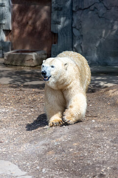 Polar bear mom protects her young
