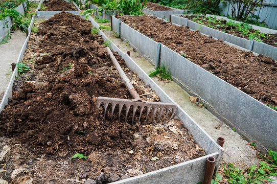 The vegetable bed is fertilized with manure in the autumn garden. Technology for growing vegetables on high beds