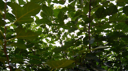 green leaves on the tree