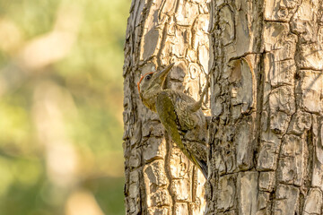 Streak Throated Woodpecker busy on the tree at Bandipur tiger reserve area