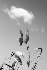 Black and white sunlit dry reed (Phragmites australis) with seed head