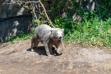 Fototapeta premium Polar bear Baby explores his territory
