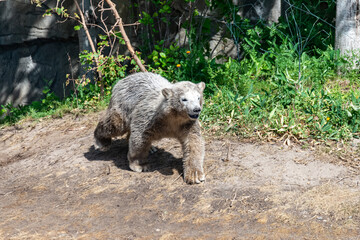 Naklejka premium Polar bear Baby explores his territory