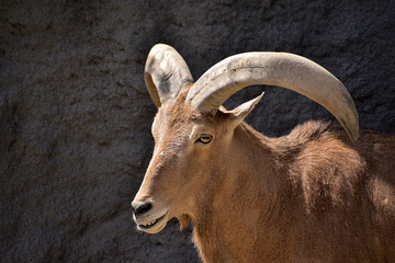 Closeup of a barbary sheep with curved horns in front of a cliff, mountain goat of North Africa, african wildlife