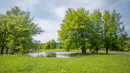 view of spring flood meadow, oak forest in the background