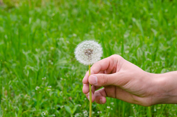 hand with dandelion
