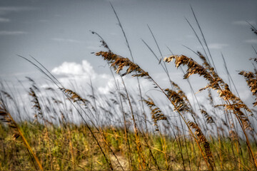 Sea Oats on Atlantic Dune