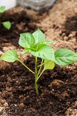 growing bell pepper on the agricultural field. Organic farmland.