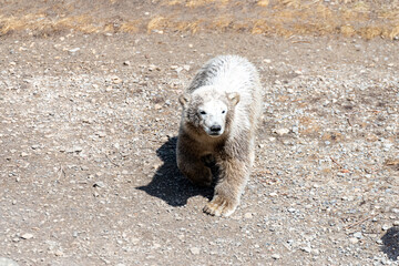 Polar bear Baby explores his territory