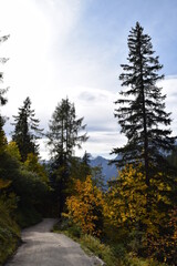 Colorful autumn forest path on the mountain 