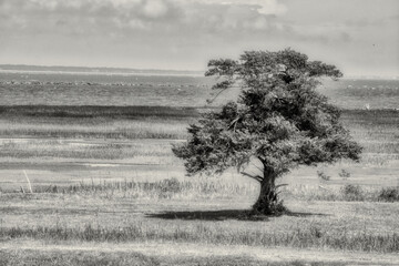 Lone Tree in Coastal Marshland