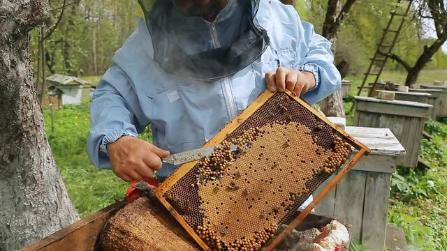 The beekeeper holds a honey frame with bees in hands and cuts bad bees brood. Beekeeper at work, removing excess honeycombs