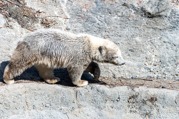 Polar bear Baby explores his territory