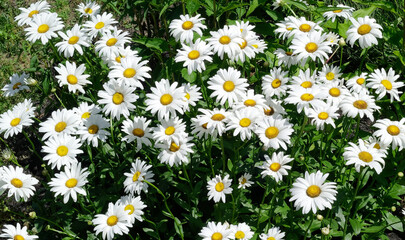 Fototapeta premium Blooming Marguerite daisies on a sunny spring day.