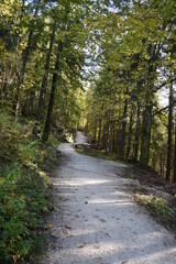 Colorful autumn forest path on the mountain 