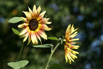 Sonnenblumen