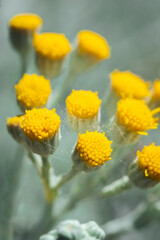buds of yellow wild flower, Jacobea maritima, in spring
