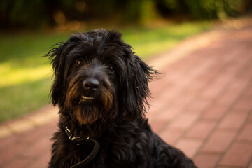 Cute fluffy furry mix breed dog smile and funny happy portrait in the summer garden, home