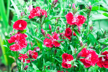 Chinese carnation in the garden. Red flowers.