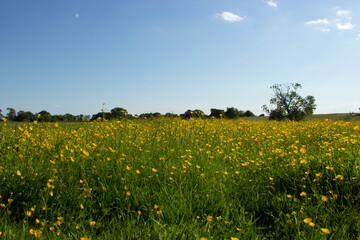A field of buttercups in Yorkshire, England.