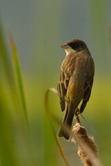 black headed bunting in habitat