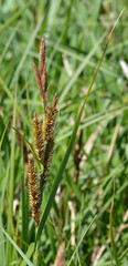 Natural flowers seeds