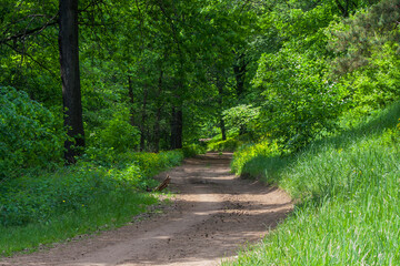broken dirt road in the forest on a sunny spring day