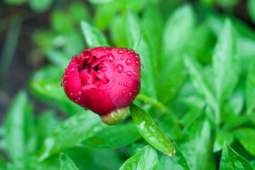 Beautiful bright peony flower. blooming peony in the garden