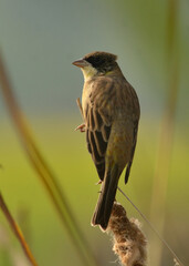 black headed bunting in habitat