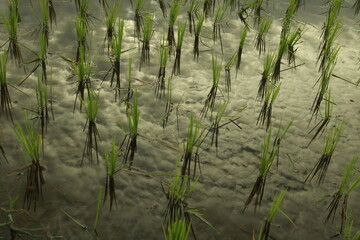 Rice plants in the water