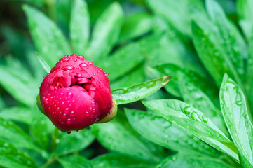 Beautiful bright peony flower. blooming peony in the garden on a blurry background of green peony leaves close up in spring