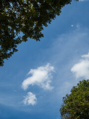 Obraz premium .beautiful freshness part of green trees on blue sky and clouds with copy space for text..