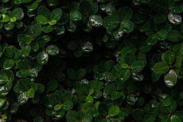 closeup nature of fresh green leaves after raining, nature background