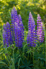 Lupin flowers in the field