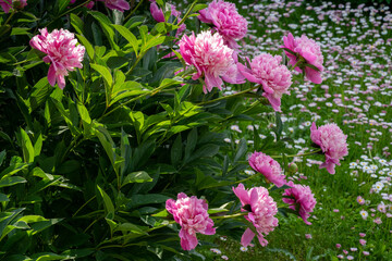 Fototapeta premium Pink peony flowers in the garden