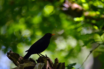 Common Blackbird at Askham Bog in York