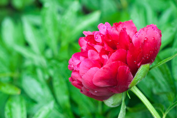 Beautiful bright peony flower. blooming peony in the garden on a blurry background of green peony leaves close up in spring