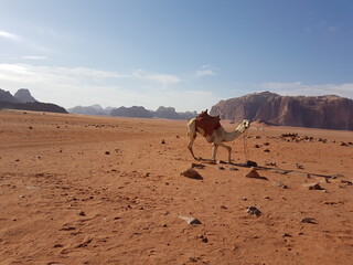 A camel with a saddle standing up in the sand of the desert amidst a beautiful landscape, Wadi Rum Desert, Jordan