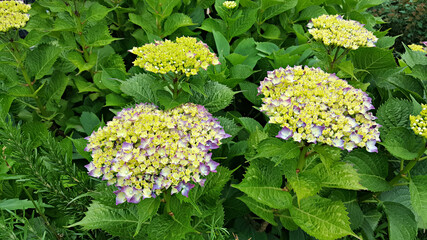 한국 제주도 수국꽃