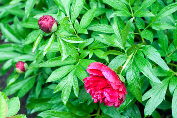 Beautiful bright peony flower. blooming peony in the garden on a blurry background of green peony leaves close up in spring