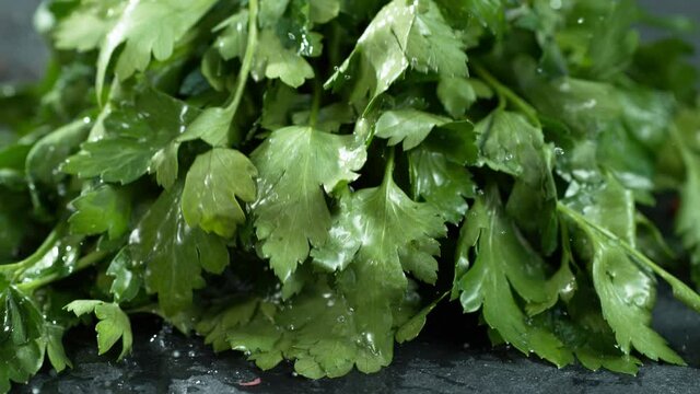 Fresh prasley isolated on black background Macro 4k slowmothion