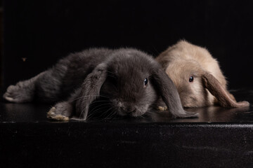 Baby Bunny, Rabbit, Giant flemish red, french lop, flemish giant, holland lop, white mini lop, group