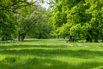 oak grove and meadow on a sunny spring day
