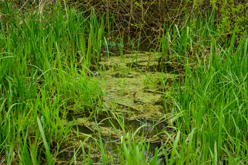 frog in the grass