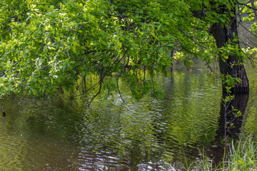 spring flood in the forest, a spilled lake